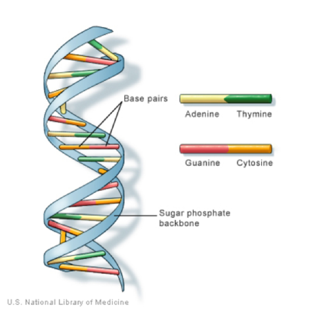 reverse engineering genome